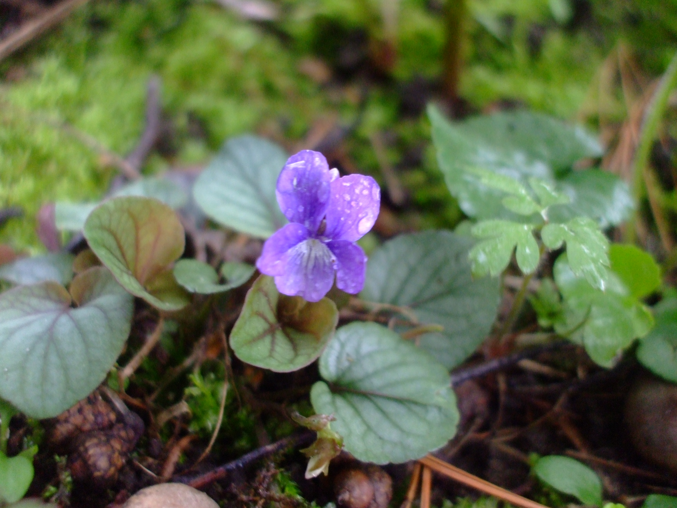 Viola walteri